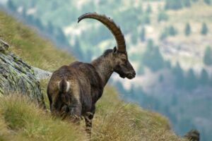 Gran Paradiso fotoreis: Steenbok en herfstkleuren