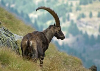Gran Paradiso fotoreis: Steenbok en herfstkleuren