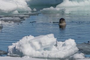 Zeehond tussen het zeeijs © Frank Maes - Oceanwide Expeditions."
