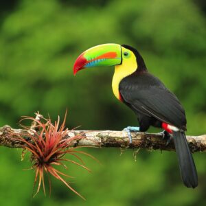 Natuurreis Costa Rica: vogels, nevelwoud en wetlands