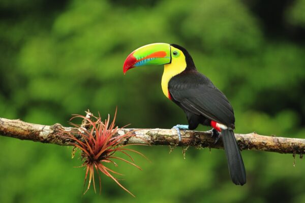 Natuurreis Costa Rica: vogels, nevelwoud en wetlands