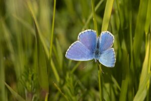 Adonis blauwtje - Vlinders en Libellen kijken in de Gaume"