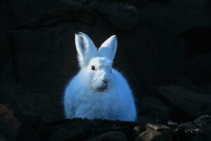 Arctic Hare, Northeast Greenland, September © Rinie van Meurs-Oceanwide Expeditions"