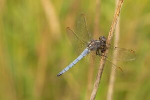 Beekoeverlibel - Vlinders en Libellen kijken in de Gaume"