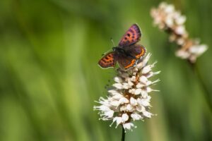 Blauwe vuurvlinder- Vlinders en Libellen kijken in de Gaume"