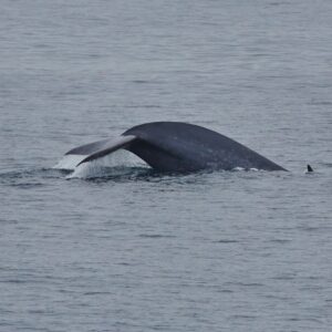 Noord Spitsbergen - Arctische wildernis