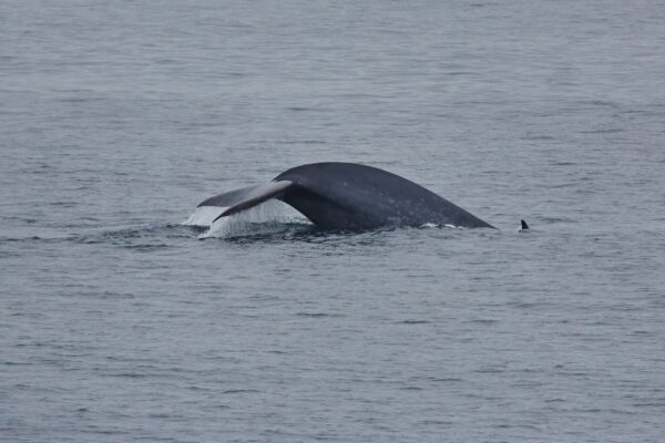 Noord Spitsbergen - Arctische wildernis