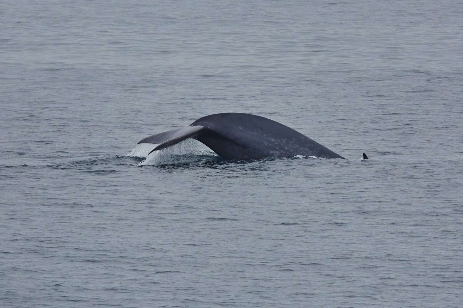 Noord Spitsbergen - Arctische wildernis