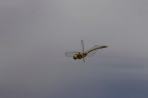 Gevlekte glanslibel - Vlinders en Libellen kijken in de Gaume"