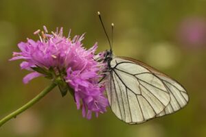 Groot geaderd witje - Vlinders en Libellen kijken in de Gaume"