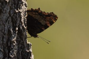 Grote vos - Vlinders en Libellen kijken in de Gaume"