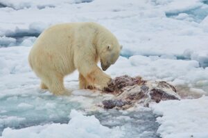 North Spitsbergen Polar Bear Special, June © Markus Eichenberger-Oceanwide Expeditions (38).jpg_Markus Eichenberger"