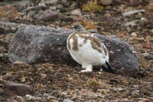 Spitsbergen, Northeast Greenland, Rock Ptarmigan, end August © Erwin Vermeulen-Oceanwide Expeditions.jpg_Erwin Vermeulen"