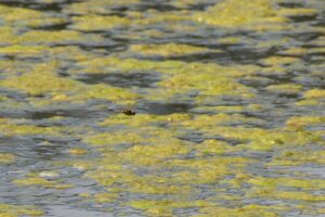 Tweevlek - Vlinders en Libellen kijken in de Gaume"