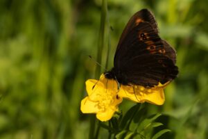 Vlinders en Libellen kijken in de Gaume"
