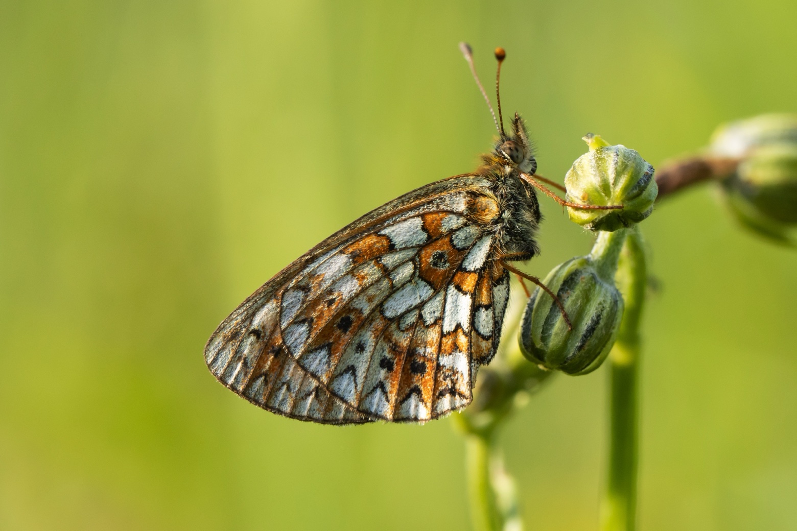 Vlinders en Libellen kijken in de Gaume