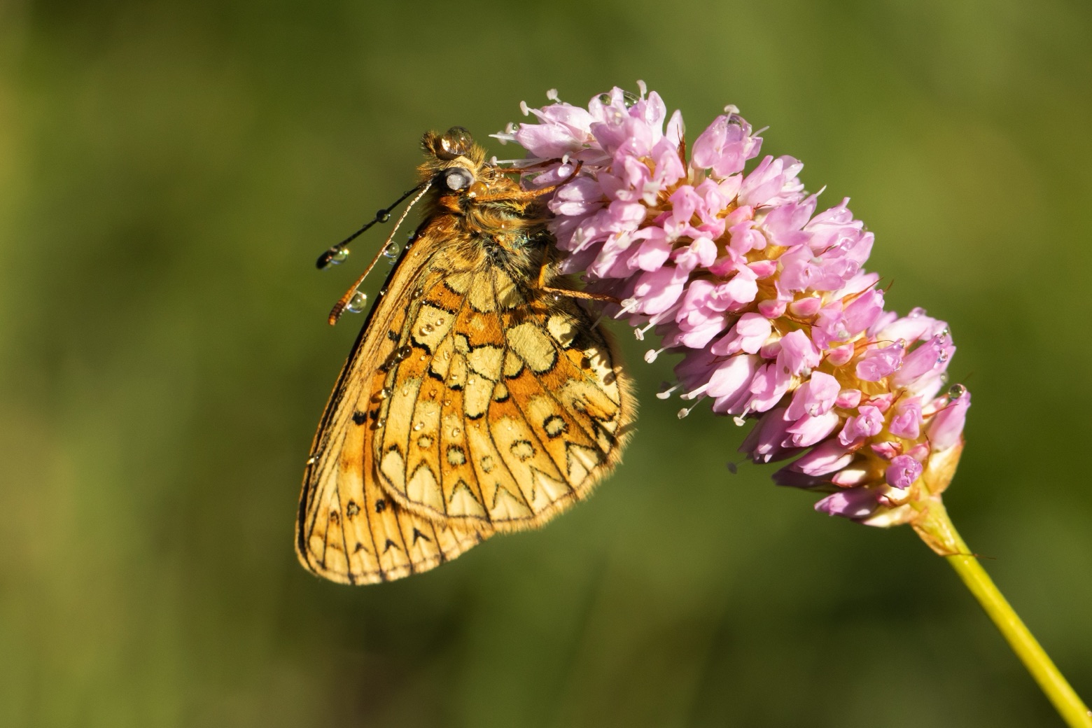 vlinderstichting ledenvoordeel