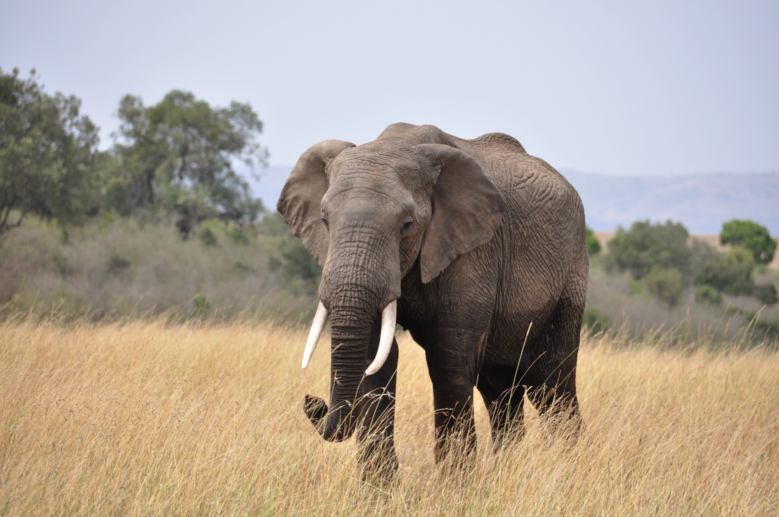 Wildlife- en vogelreizen wereldwijd