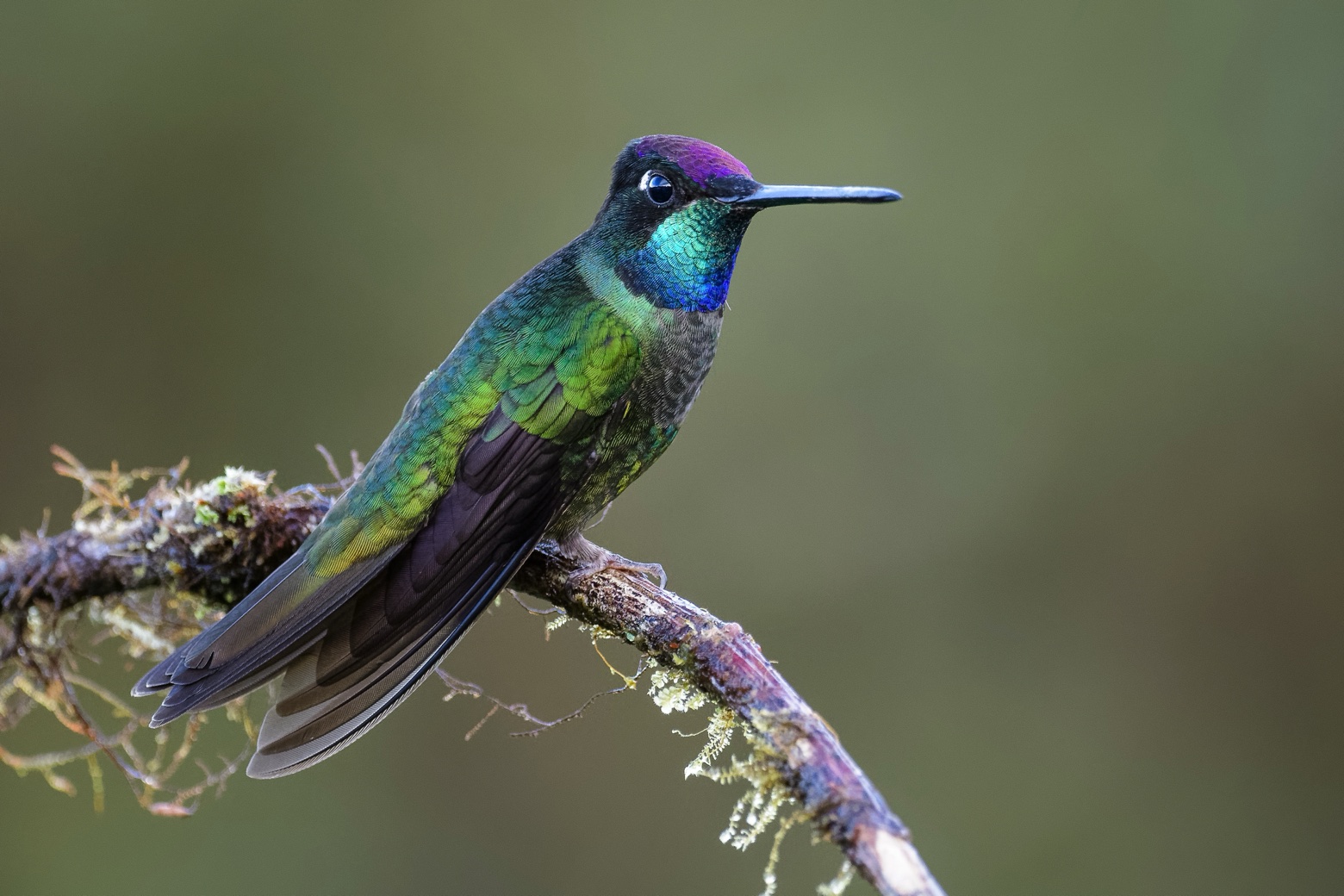 Natuur en vogelreis Costa Rica