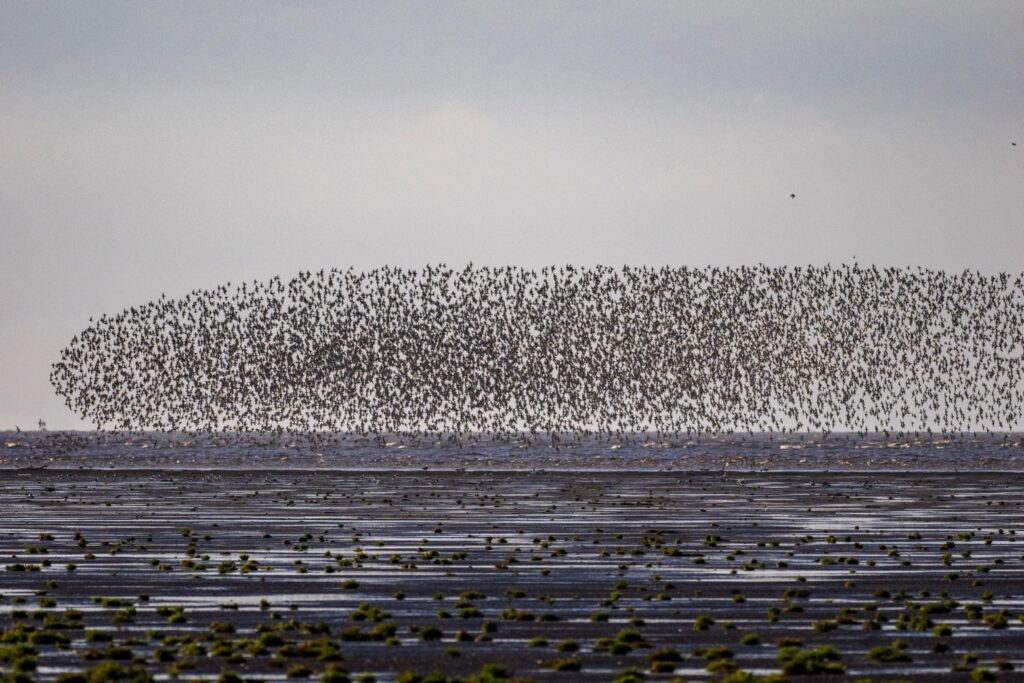 Vogeltrek in Norfolk:Vogelreis langs de Engelse kust