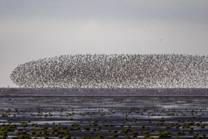 Vogeltrek in Norfolk:Vogelreis langs de Engelse kust