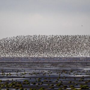 Vogeltrek in Norfolk:Vogelreis langs de Engelse kust