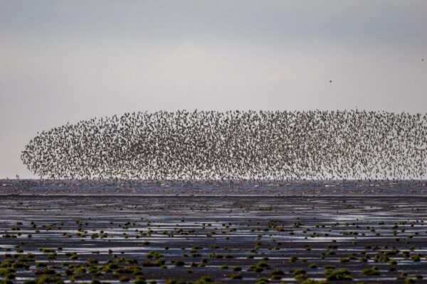 Vogeltrek in Norfolk:Vogelreis langs de Engelse kust