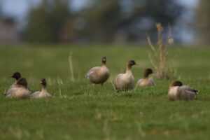 Kleine rietganzen in het veld"