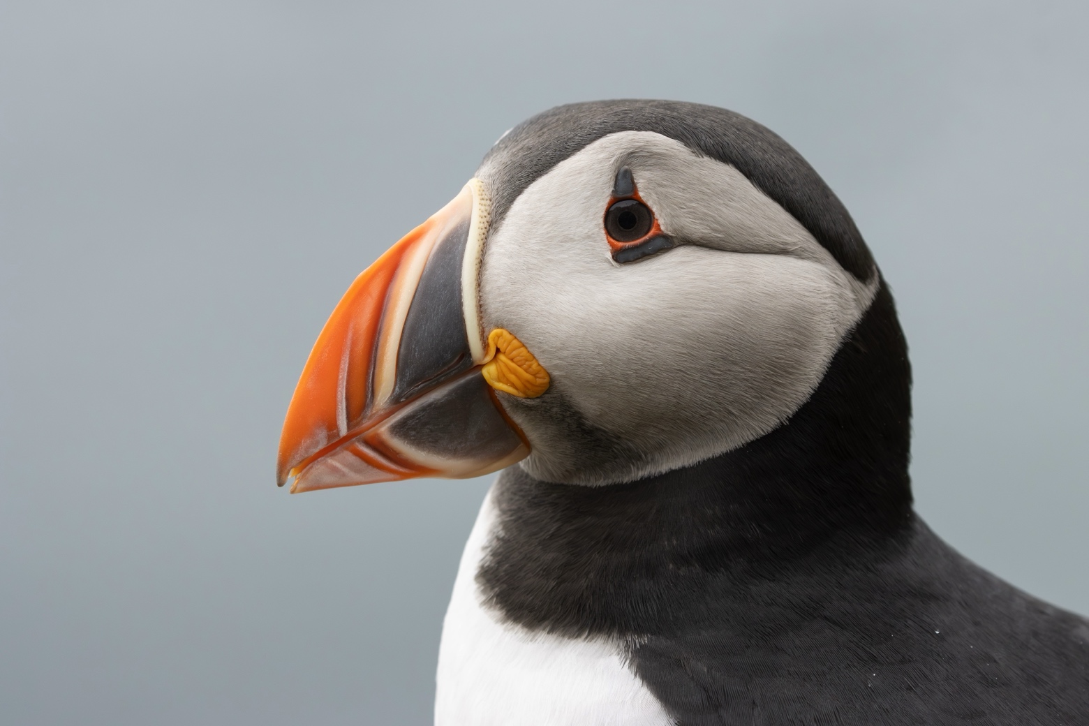 Vogelreizen in Europa