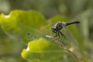 Libellen spotten in de Weerribben
