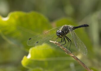Libellen spotten in de Weerribben