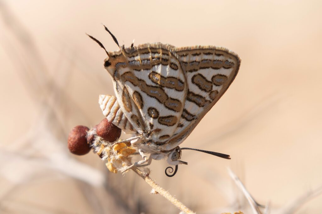 wildlife- en vogelreizen wereldwijd