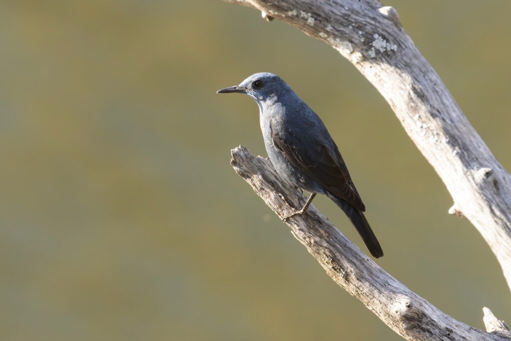 blauwe rotslijster in de camargue - vogels kijken - vogelreis