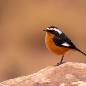 Vogelreis Marokko