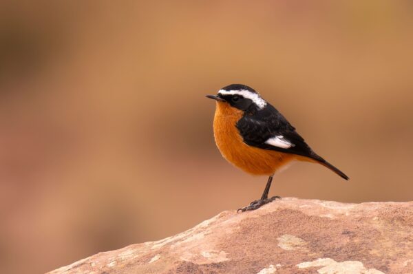Vogelreis Marokko