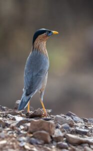 Brahminy starling foto- Jef Lauwers"