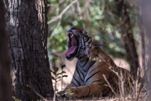 Geeuwende Tijger, Tiger in India Ranthambore NP, foto-Jef Lauwers"