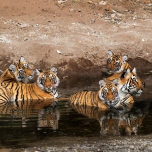 Fotoreis India: vogels, Tijgers en Taj Mahal