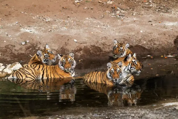 Groep Tijgers in het water, foto: Jef Lauwers