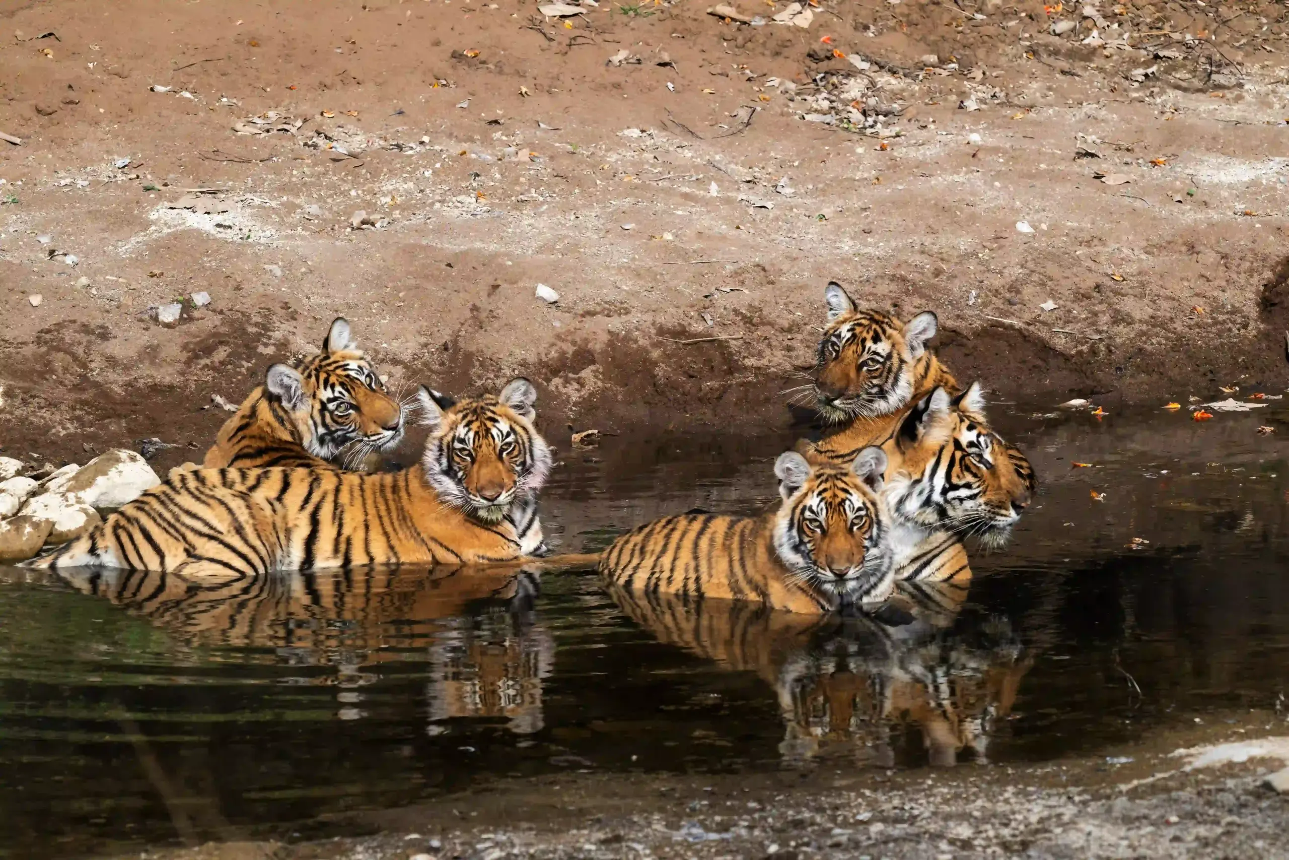 Groep Tijgers in het water, foto: Jef Lauwers