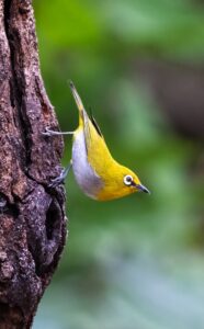Indian white eye, foto-Jef Lauwers"