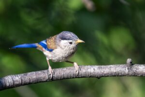 blue winged minya foto- Jef Lauwers"
