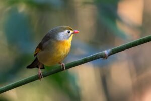 red billed leiotrix, foto-Jef Lauwers"