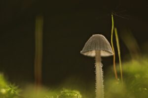 Mycena -1 foto M. van Beveren"