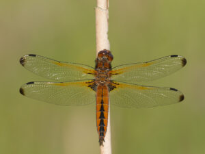 Bruine korenbout foto Antoine van der Heijden"
