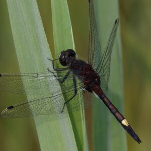 Witsnuitlibellen van de Wieden: Libellenexcursie Kiersche Wijde