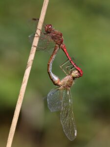 zuidelijke heidelibel copula foto Antoine van der Heijden"