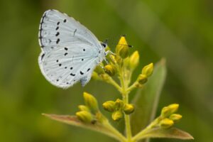 Boomblauwtje imago"