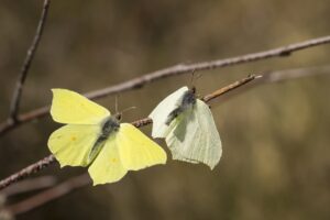 Citroenvlinder imago's  - Gonepteryx rhammi"