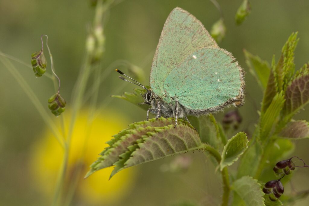 Voorjaarsvlinders en insecten van de Veluwe